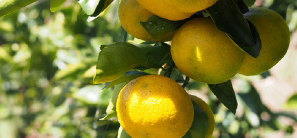 Japanese Citrus fruits